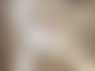 Adoptable rescue cat sitting indoors, healthy and socialised after foster care, ready for a forever home