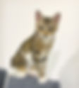 PADDY| Rescue Cat for Adoption  |  Itty  Bitty  Kitty  Tails