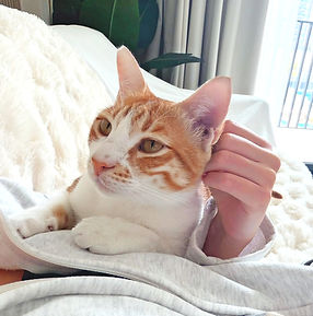 Rescued cats