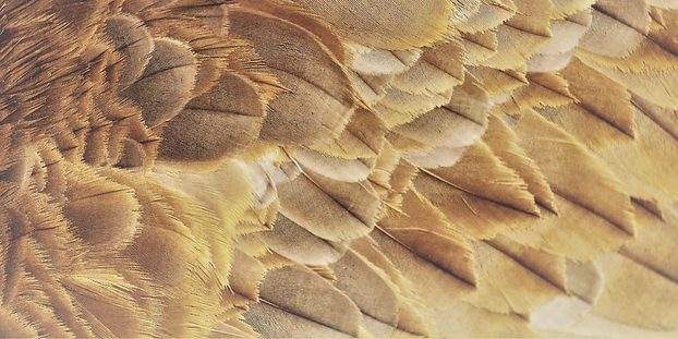 feathers.png