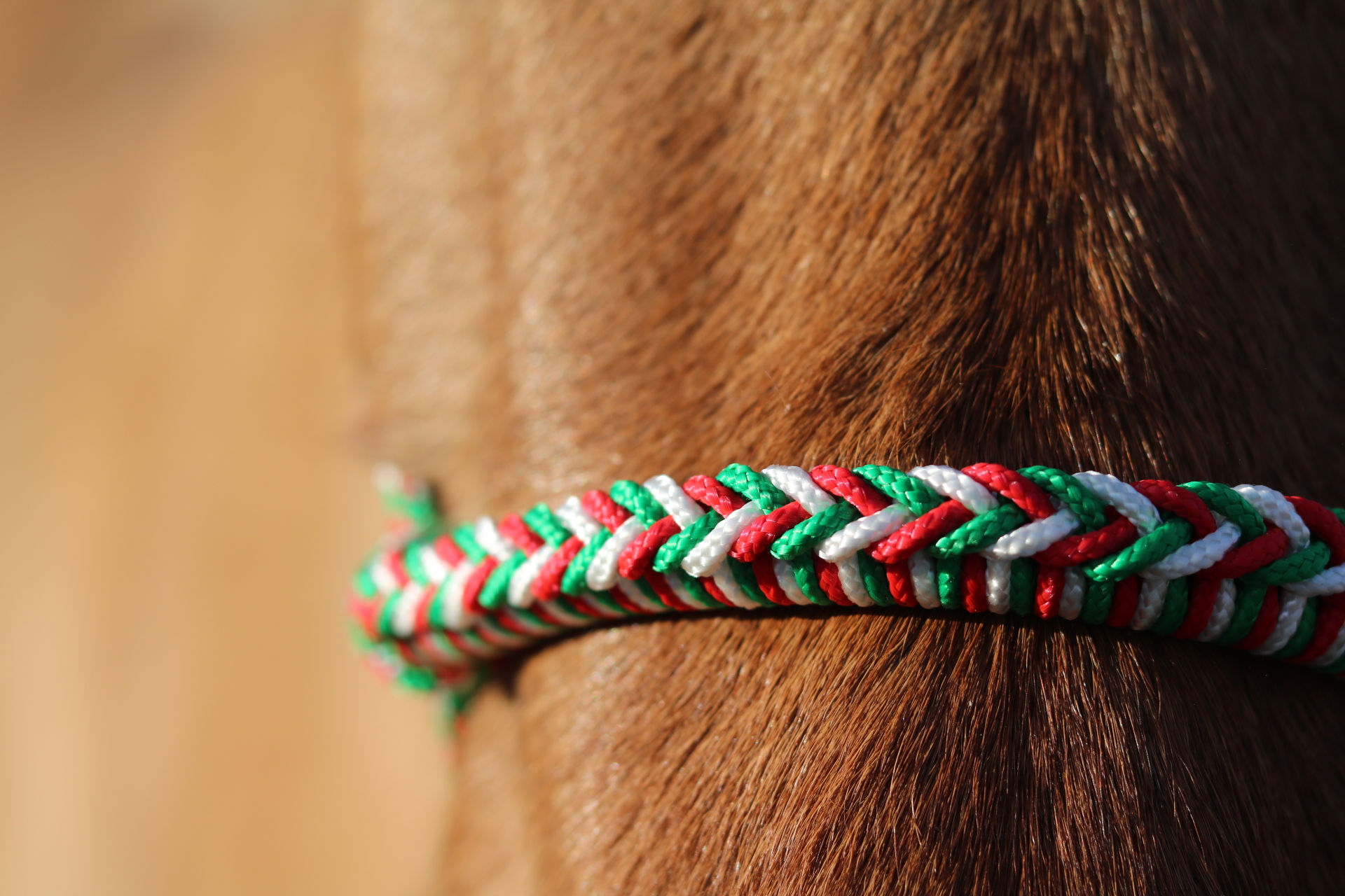 Licol avec tressage tresse à personnaliser