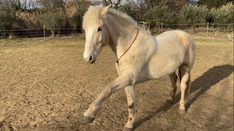 Miniature : Collier d’encolure simple