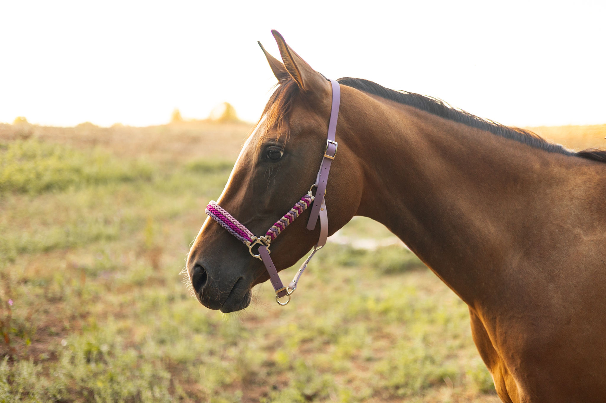 Licol « Dégradé de rose et de violet » 