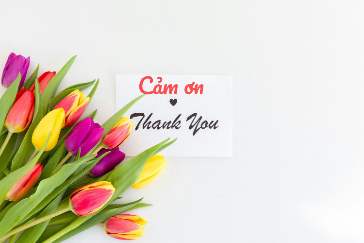Tulips on a white background with a card saying Thank You