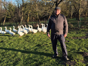 "Jest rano do czego wstawać" - o historii zagórowskiej gęsi