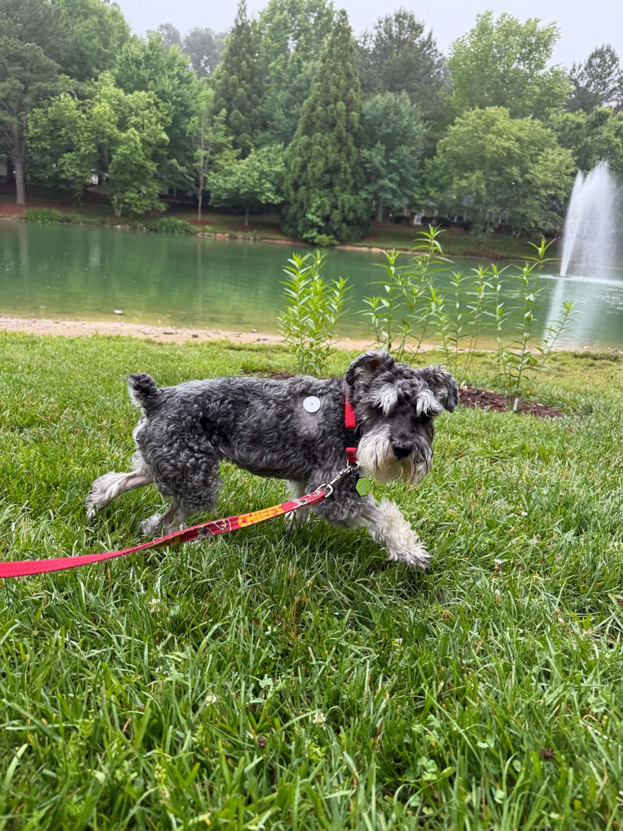 Will My Dog Really Be Okay With a Dog Walker? What Busy Pet Parents Should Know Before Booking Care