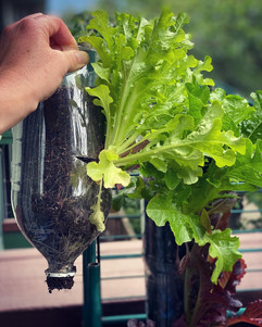 a tiny garden anywhere.jpeg