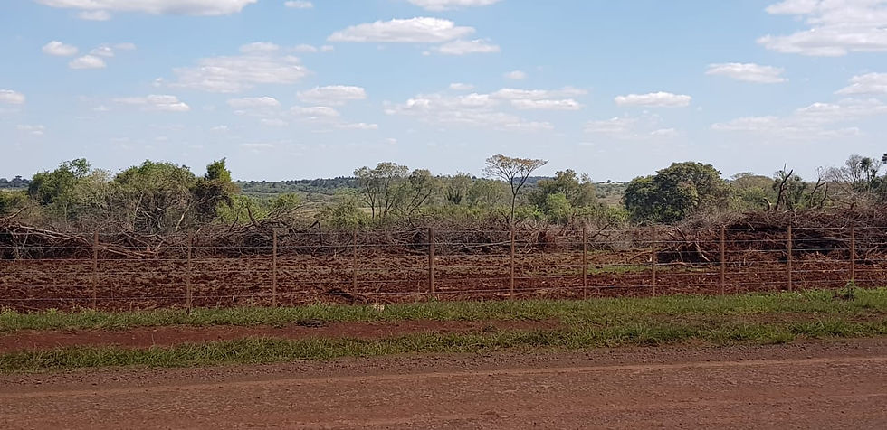 El suelo contiene mayor cantidad de carbono, que la atmosfera u otros ecosistemas. Foto J. A.