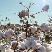 Fashion's new Innovation- Regenerative Cotton