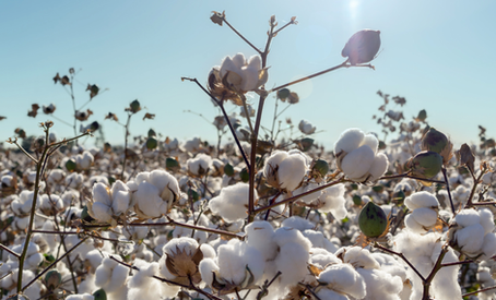 Fashion's new Innovation- Regenerative Cotton