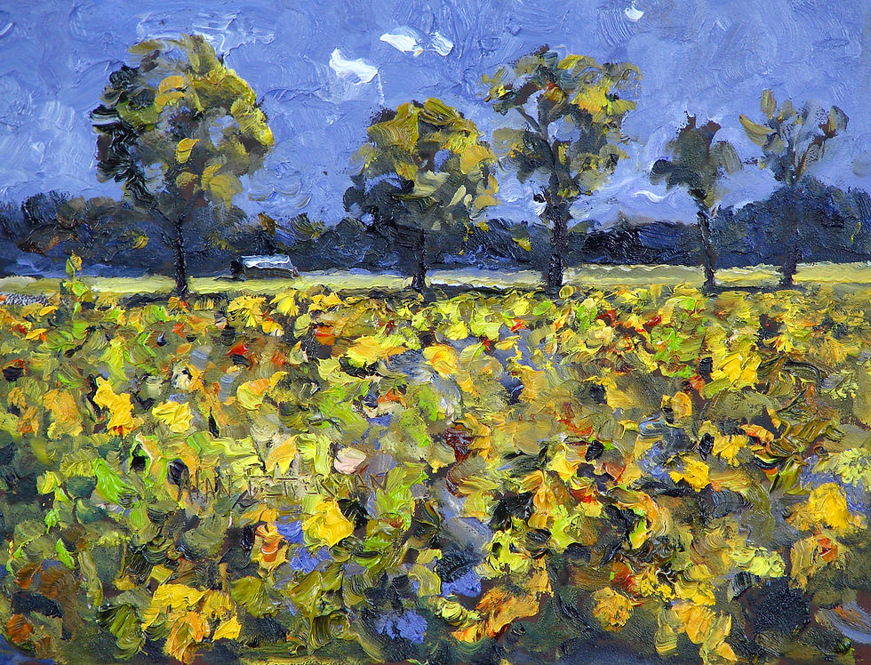 Sun Fields