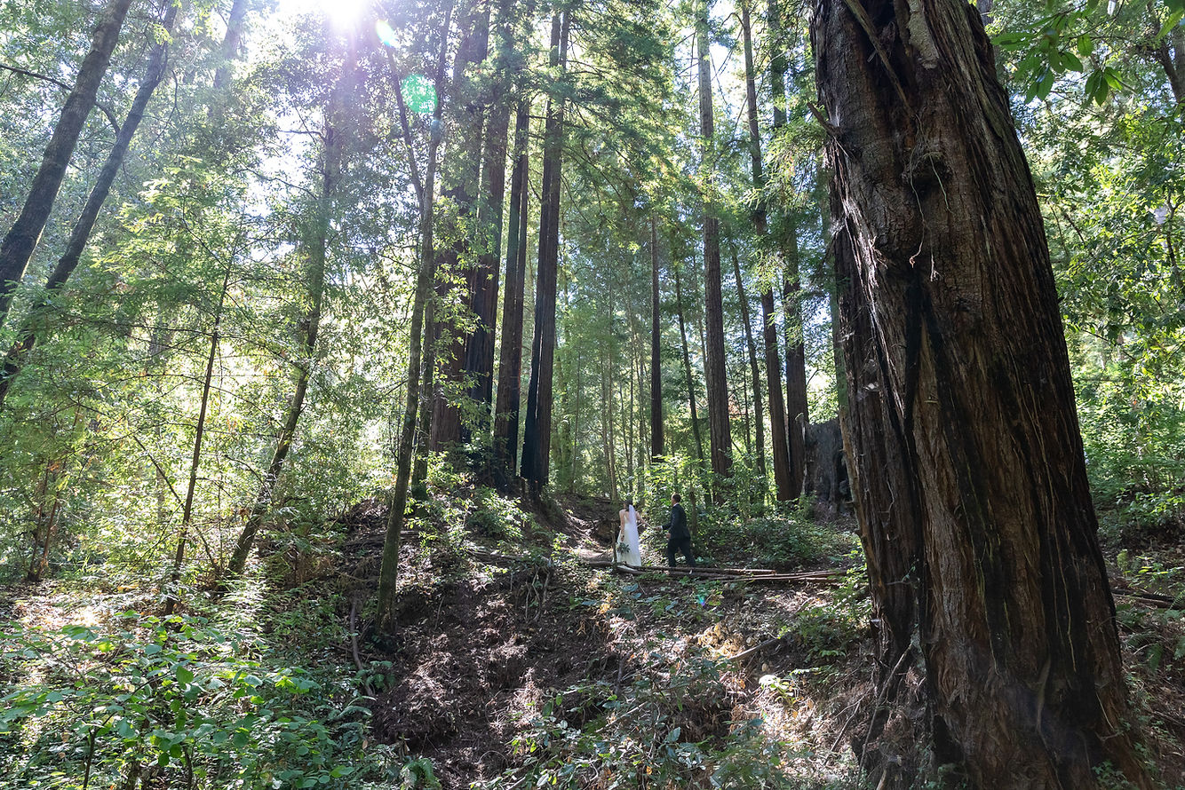 Wedding couple walking through a redwood forest in Santa Cruz
