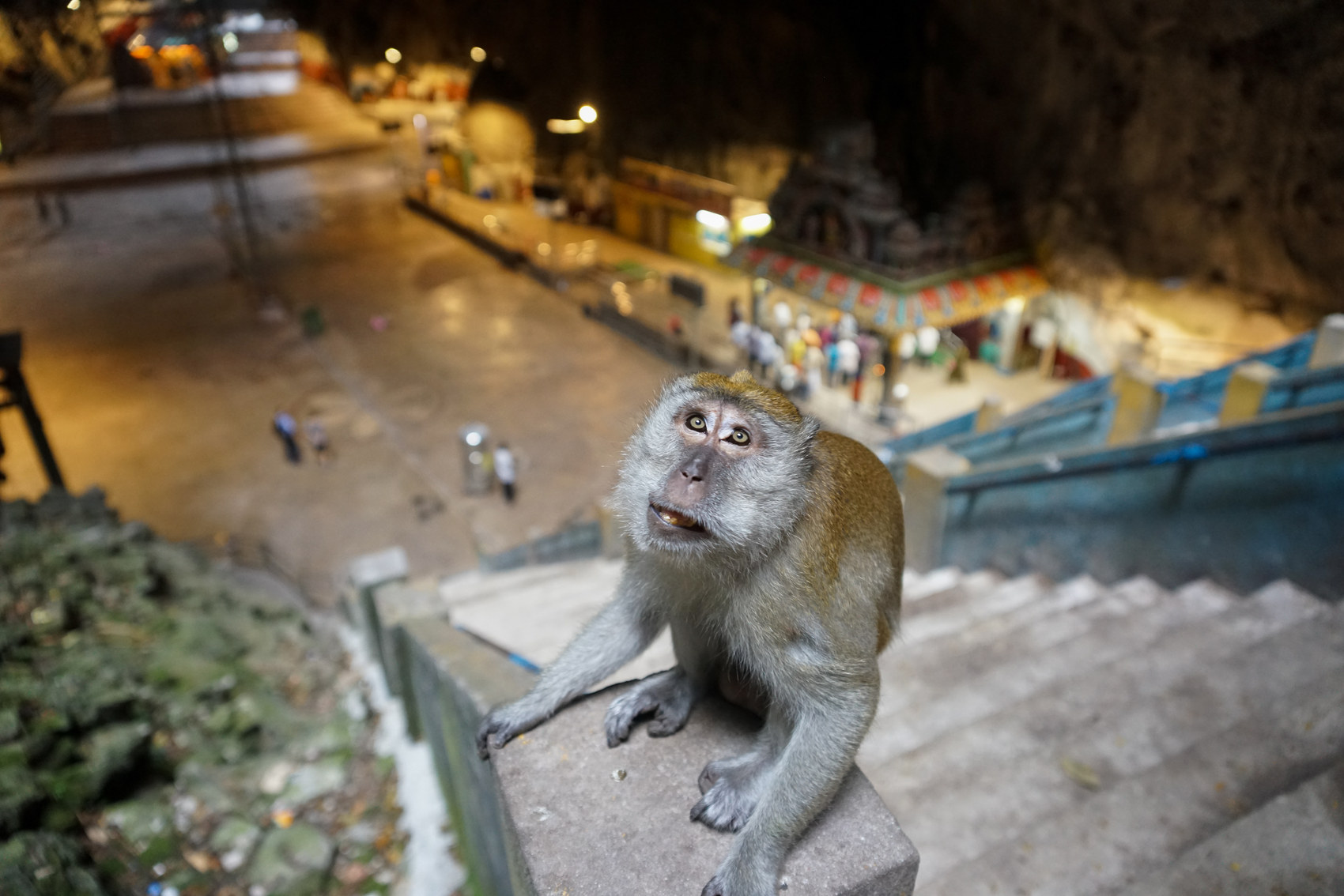 The long-tailed macaques coming down for breakfast.