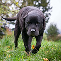 Rottweiler cross mastiff after training with Dog Training Revolution Staffordshire 