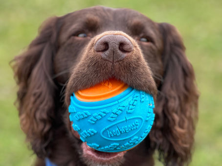 a brown spaniel resource guarding a scooby doo ball 