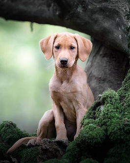 Dog photographer in London