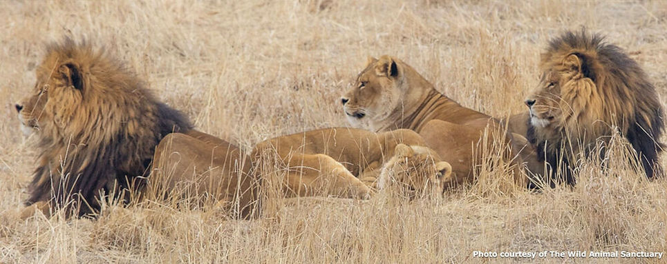 Lions+at+TWAS.jpg