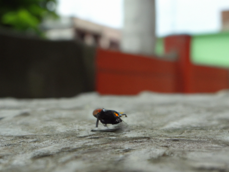 How can our range of fly and insect screens protect your business and premises?