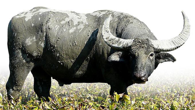Venture deep into the wild, untamed expanses of the Northern Territory to face off against one of the world’s most formidable big game species. Guided by elite local bushmen through classic floodplain and rugged savannah country, this adrenaline-fueled spot-and-stalk hunt delivers a true bucket-list outback adventure.