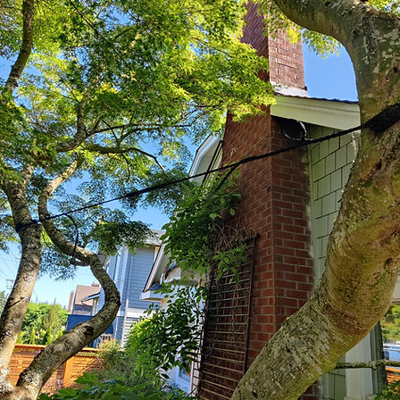 Tree Cabling in Gig Harbor