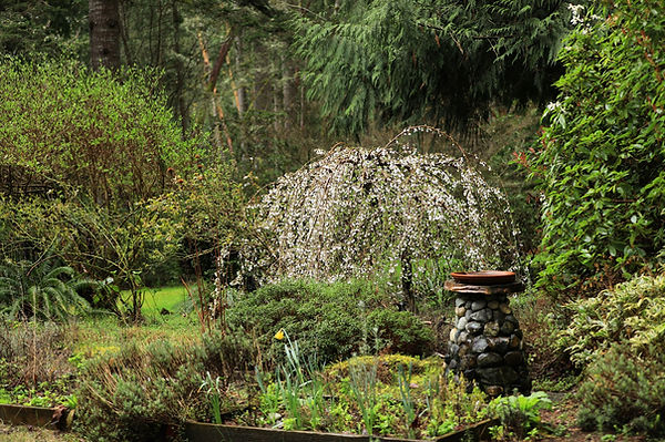 Planting trees in Gig Harbor