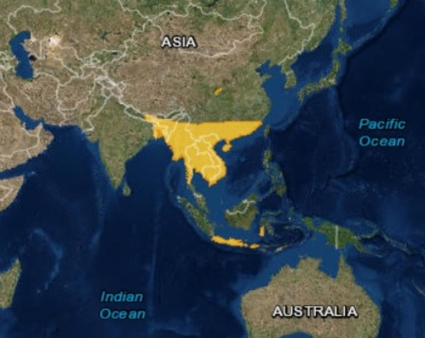 Burmese Python Distribution World Map Burmese Python | millmountainzoo