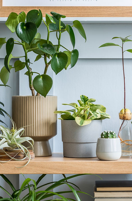 Interior design of living room with wooden console, beautiful composition of plants in dif