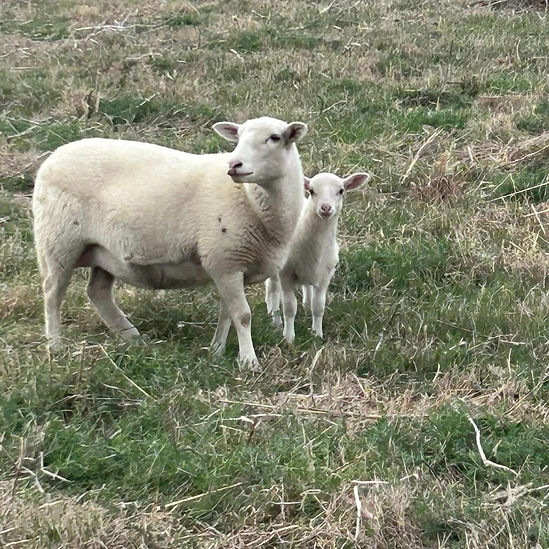 lambing_edited.jpg
