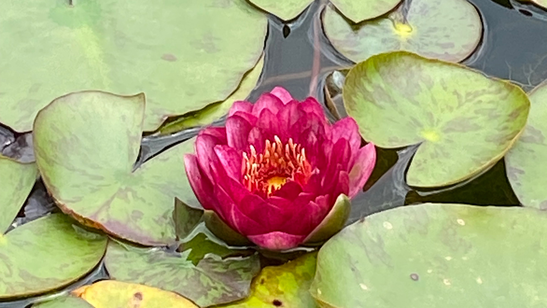 Pintura de flor en acrílico