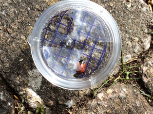 Nottingham City Nature Challenge 2021: The Results