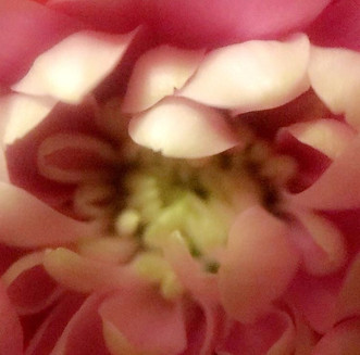Microscope photograph of a pink flower