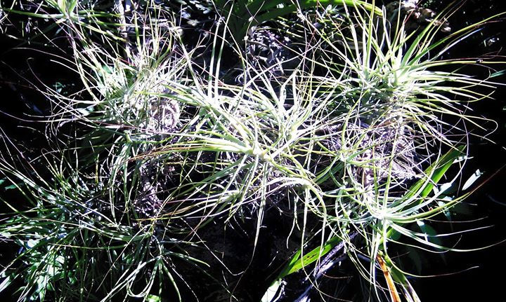 Tillandsia sp