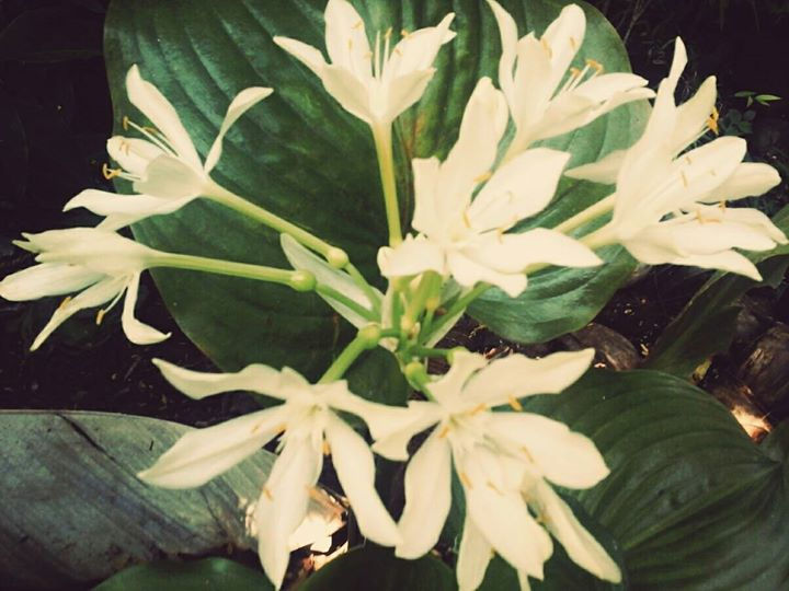 ๐ผ๐ธBlooming Hostas