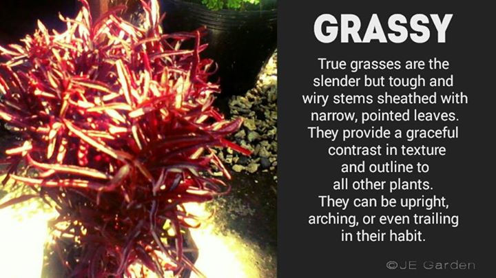 Plant Shapes_It is exactly these differences that not only make for visually pleasing combinations,
