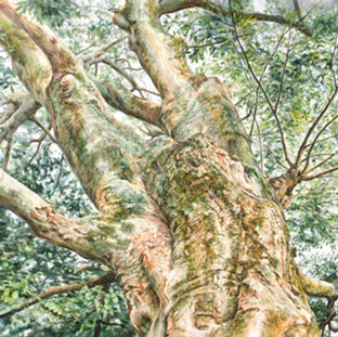 05 榎・鴨川葵橋西詰.jpg