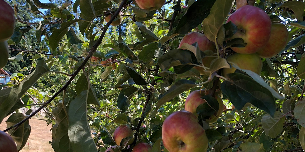 Sooke Apple Festival 2021