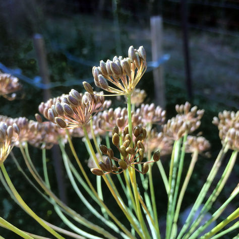 Sooke Seedy Saturday 2021 goes Virtual