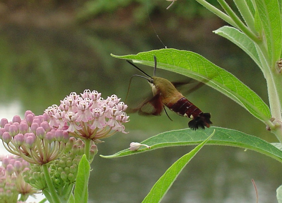 AnandaK-Clearwing.JPG