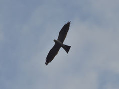 Mississippi Kite!