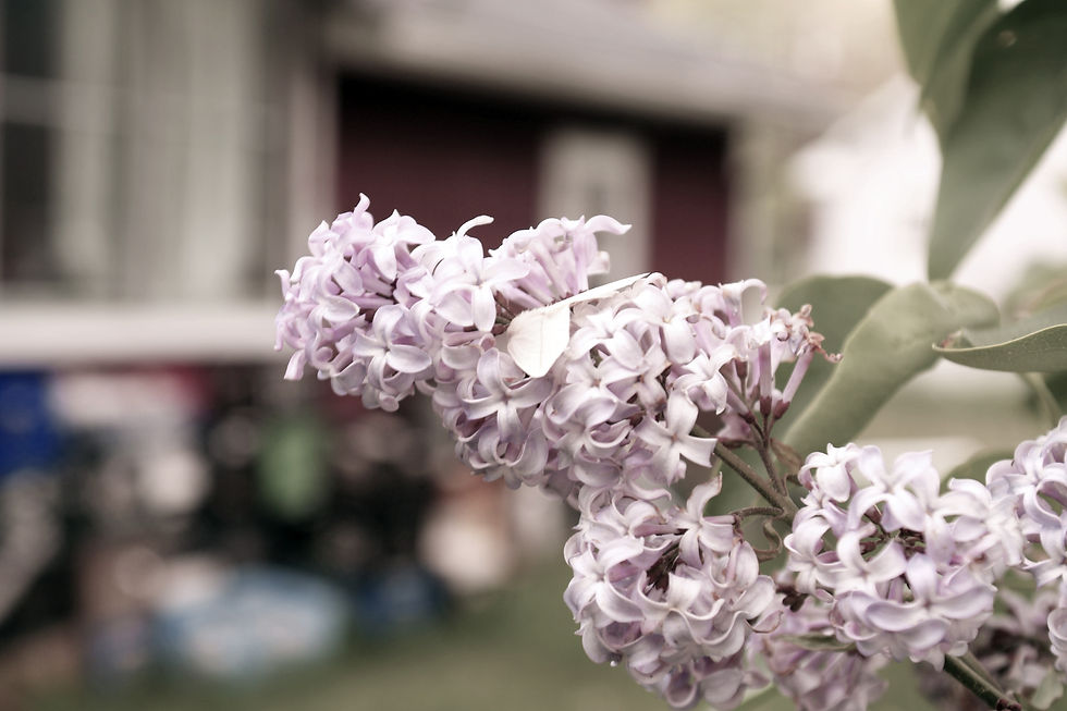 Hidden Moth