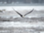 Miniatura: 2024 Wildlife Calendar while su