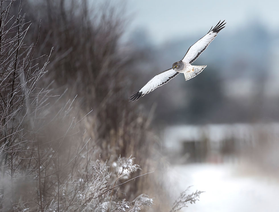 الصورة المصغرة: (60% OFF) 2023 Wildlife Calendar while supplies last