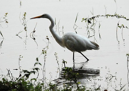 DSC_0018a Great White Egret