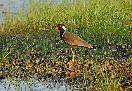 DSC_0246a Red-wattled Lapwing