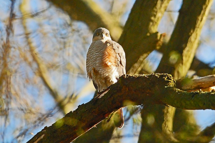 54. DSC_0048 Sparrowhawk, Yorkshire