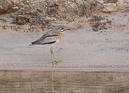 DMP_7067a Water Thick-knee