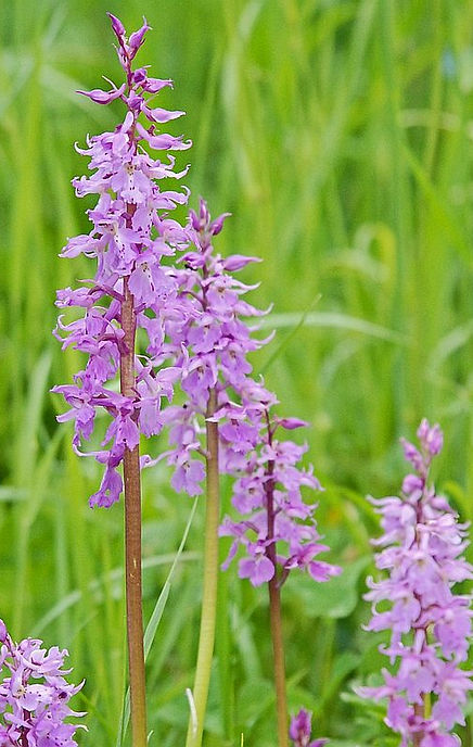 DSC_0025a Green Winged Orchid