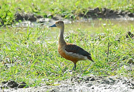 DSC_0930a Whistling Duck