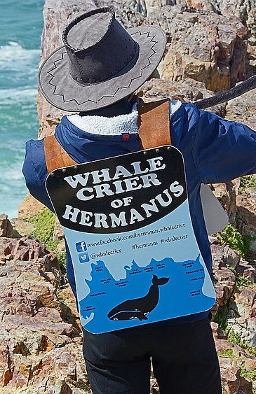 DMP_8174a The Whale Crier, Hermanus