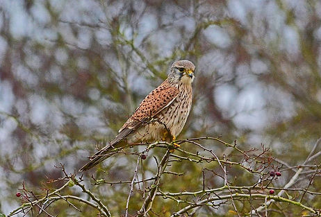 DMP_4251a Kestrel, Yorkshire